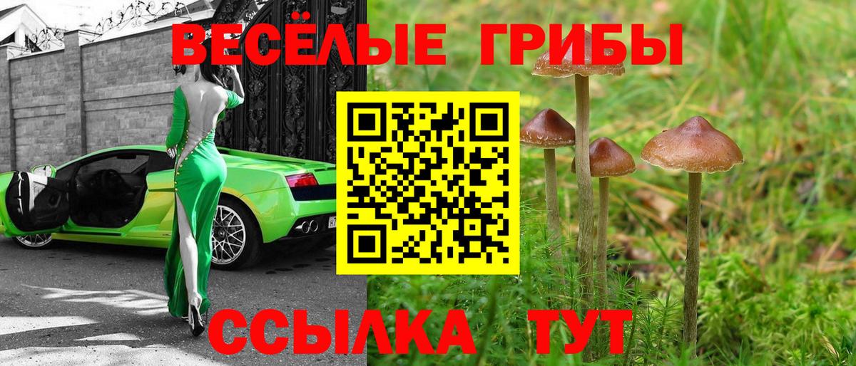 Алексин  Псилоцибиновые грибы Psilocybine cubensis  Вход с VPN  Галлюциногенные грибы мицелий 